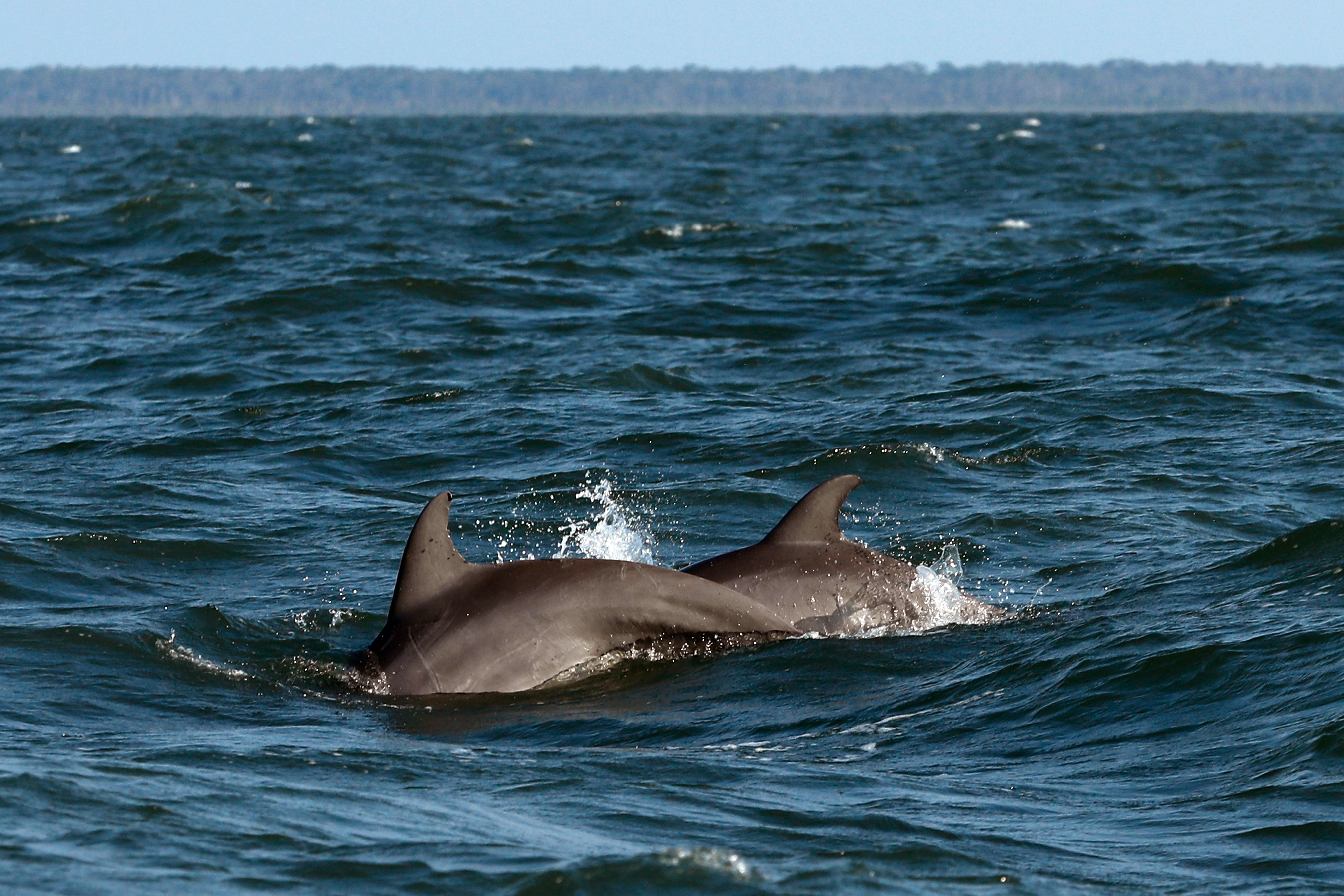 Delfinerna på bilden har inget med den aktuella händelsen att göra. Arkivbild.