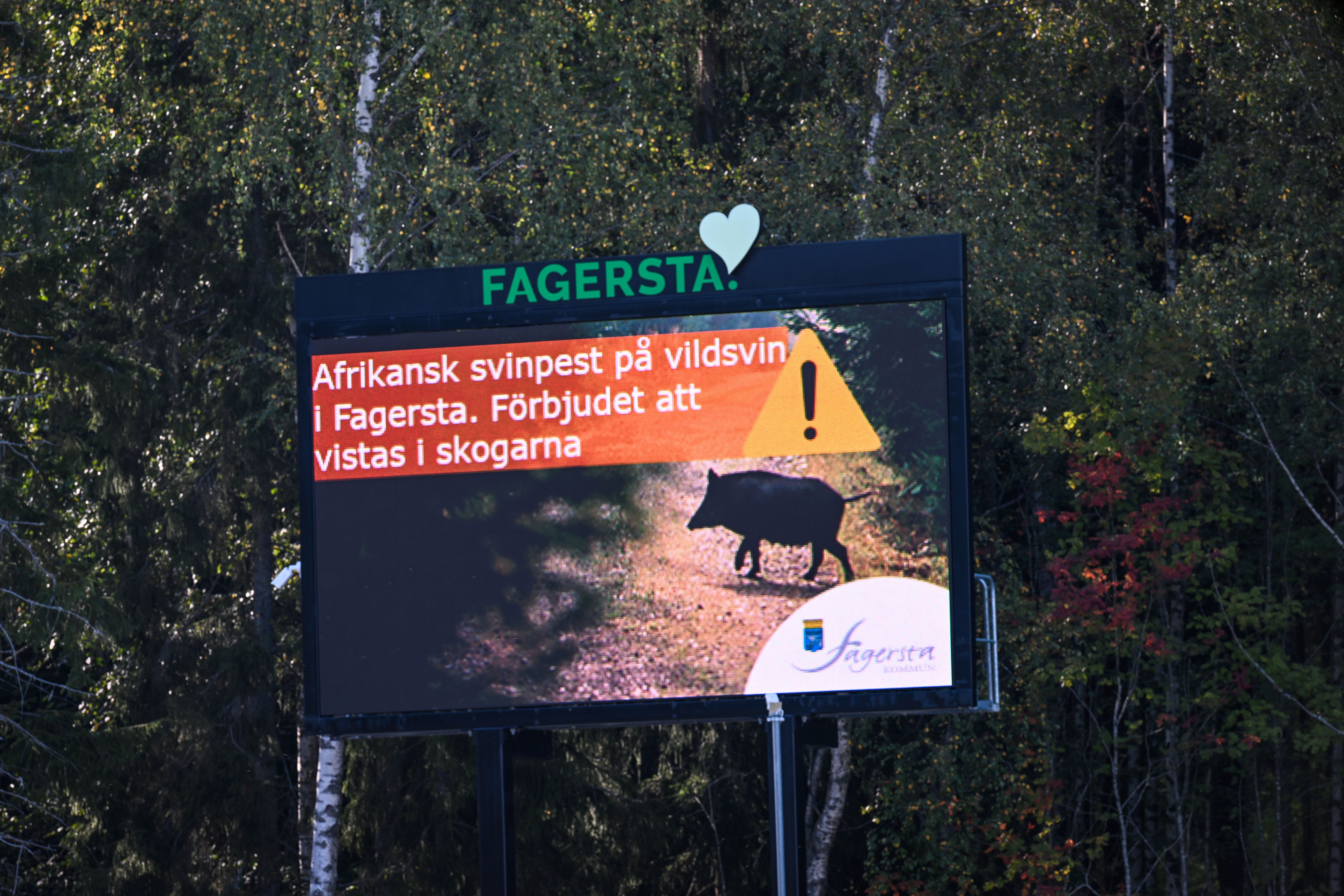 De flesta restriktionerna hävs i området runt Fagersta, som drabbats av afrikansk svinpest. Arkivbild.